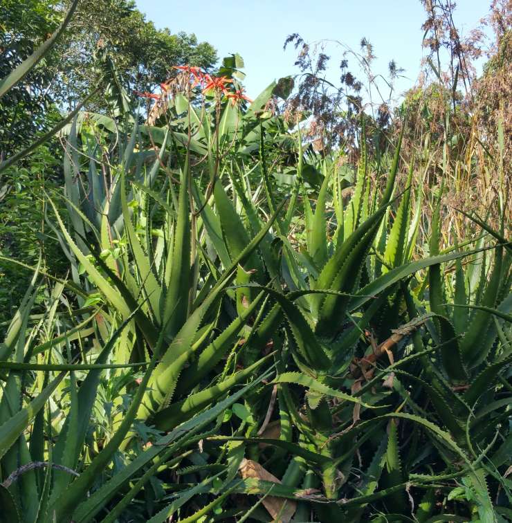 Medicinal plants garden