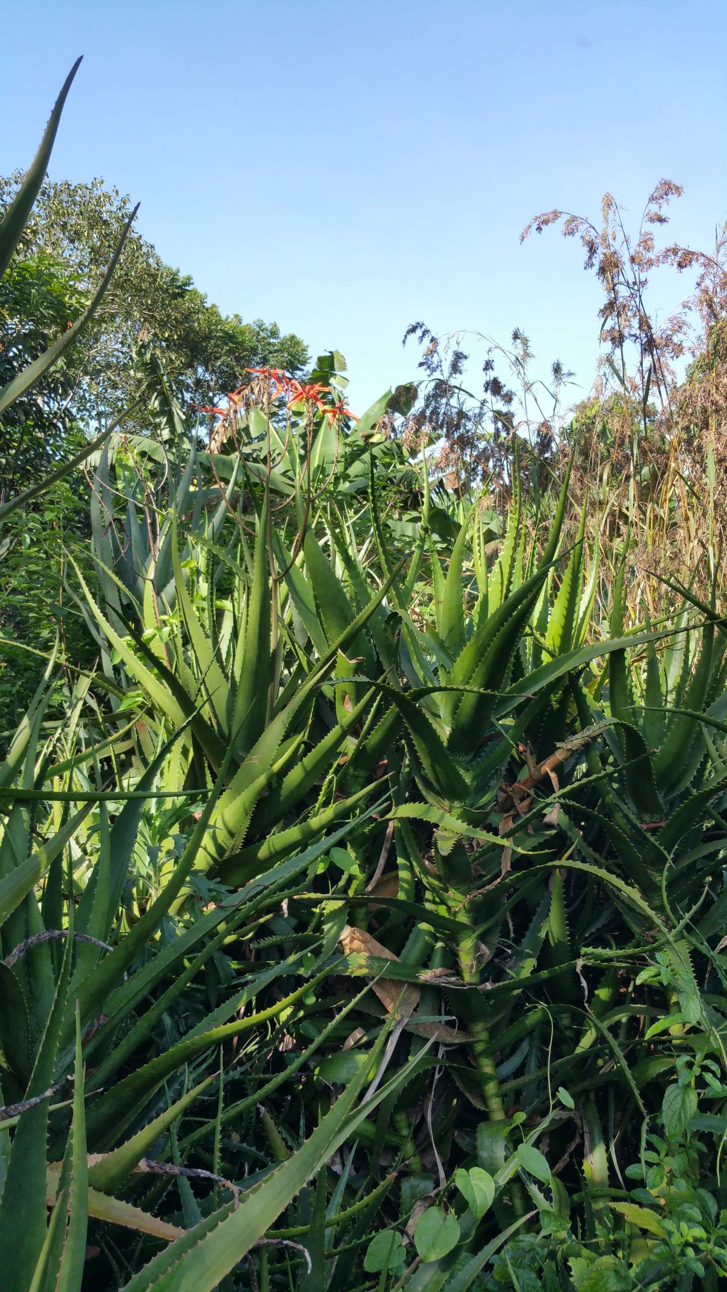 Medicinal plants garden