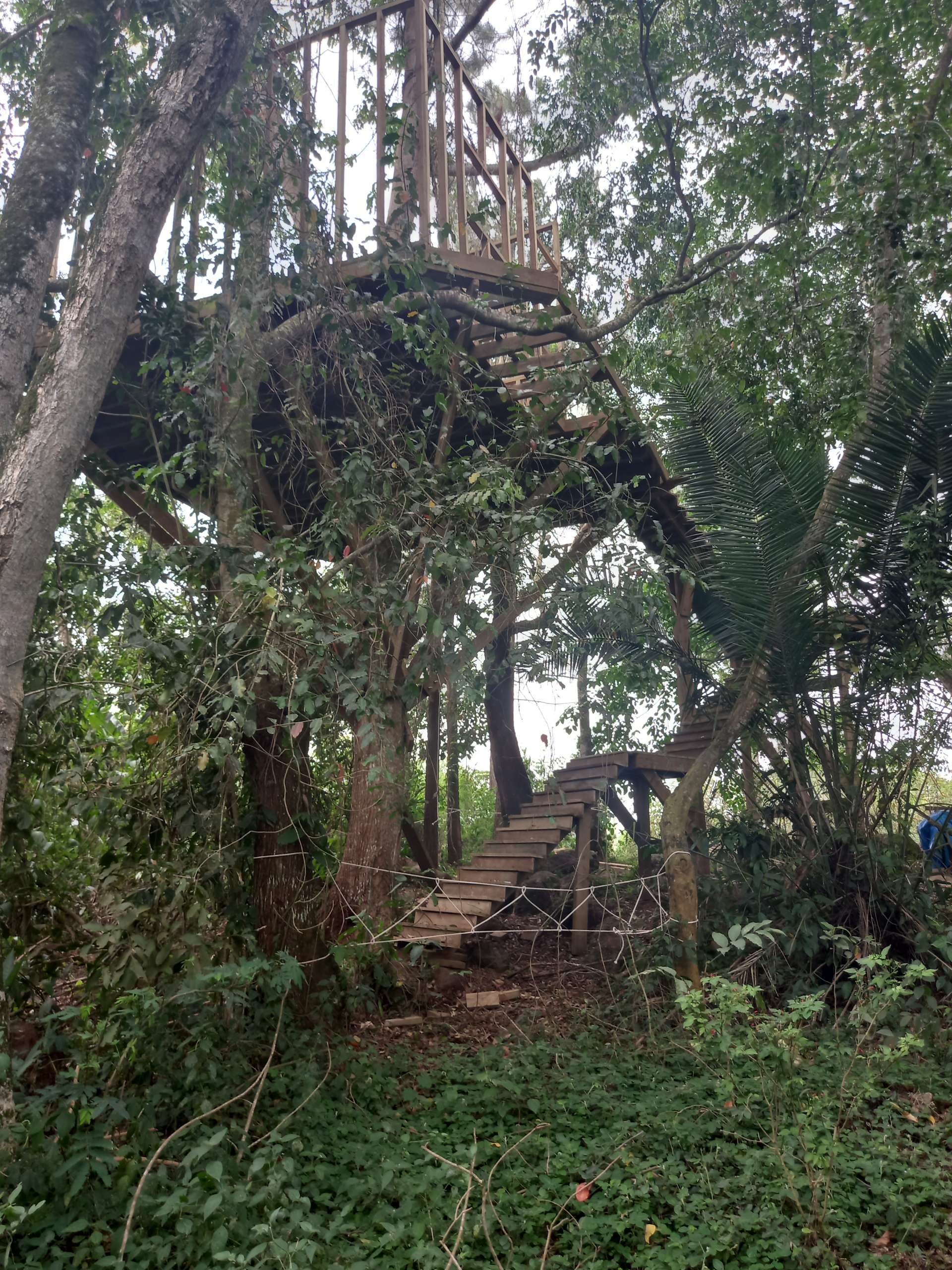 Margherita Hanging Cottage The Tree Top Paradise Chakig Eco Tourism Centre to setup zoo in Mukono