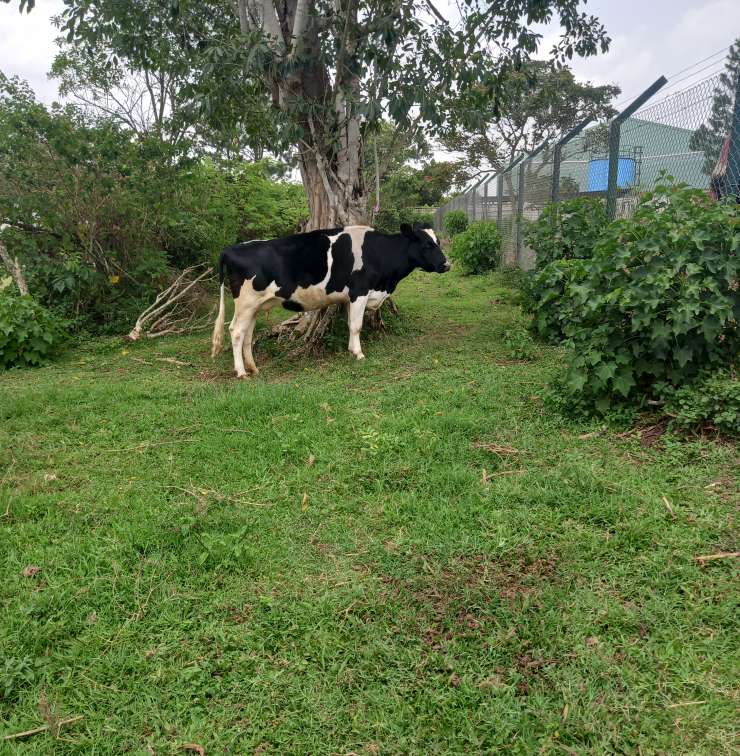 livestock farming at chakig eco-tourism Centre