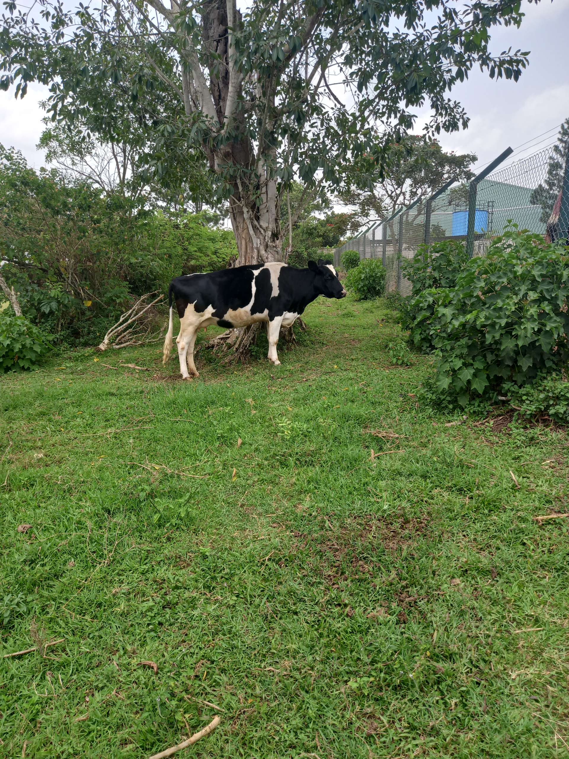 Farming, Live stock and Piggery