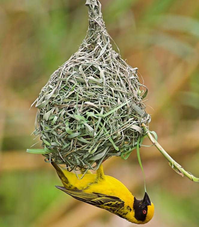 Bird Conservation at Chakig Eco-tourism Centre