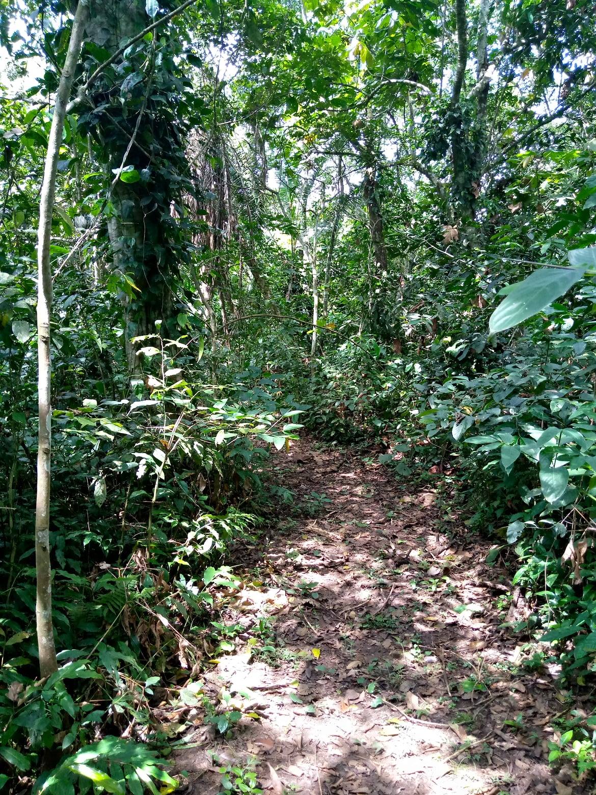 Donate for Afforestation to tackle climate change